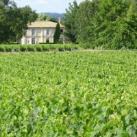 Garden Vineyard