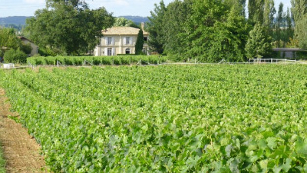 Garden Vineyard