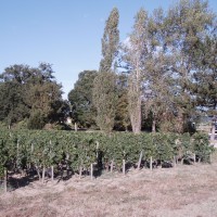 Vignoble de Saint-Emilion